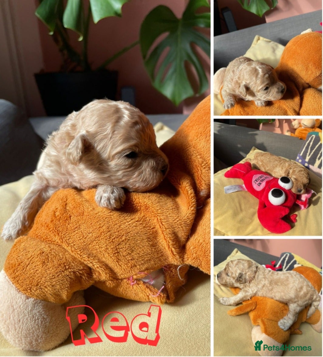 Cavapoochon dogs Gorgeous Toy Cavapoochon puppies  - Advert 1