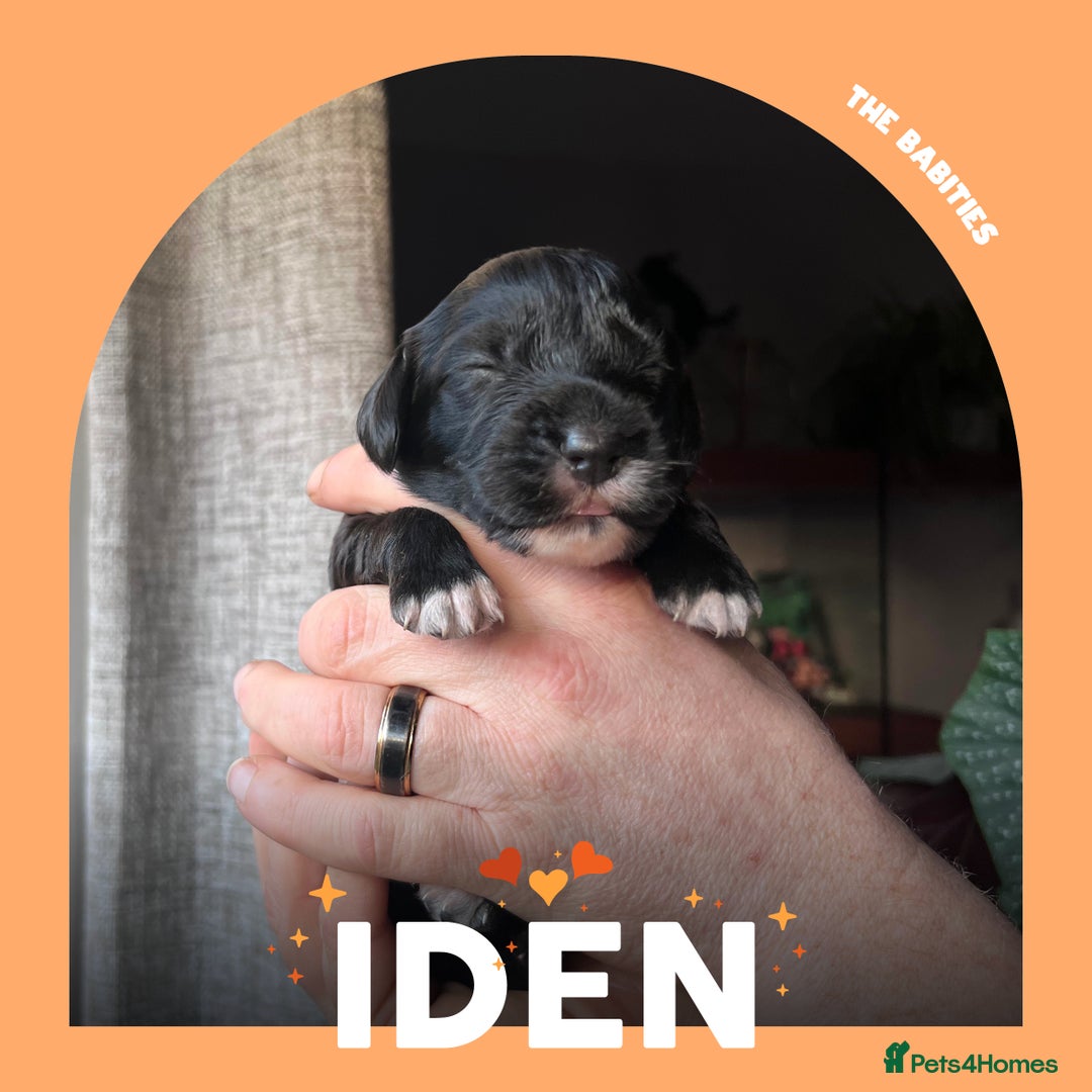 Cocker Spaniel dogs for sale: Working Cocker Spaniels Puppies for sale  - Advert 7