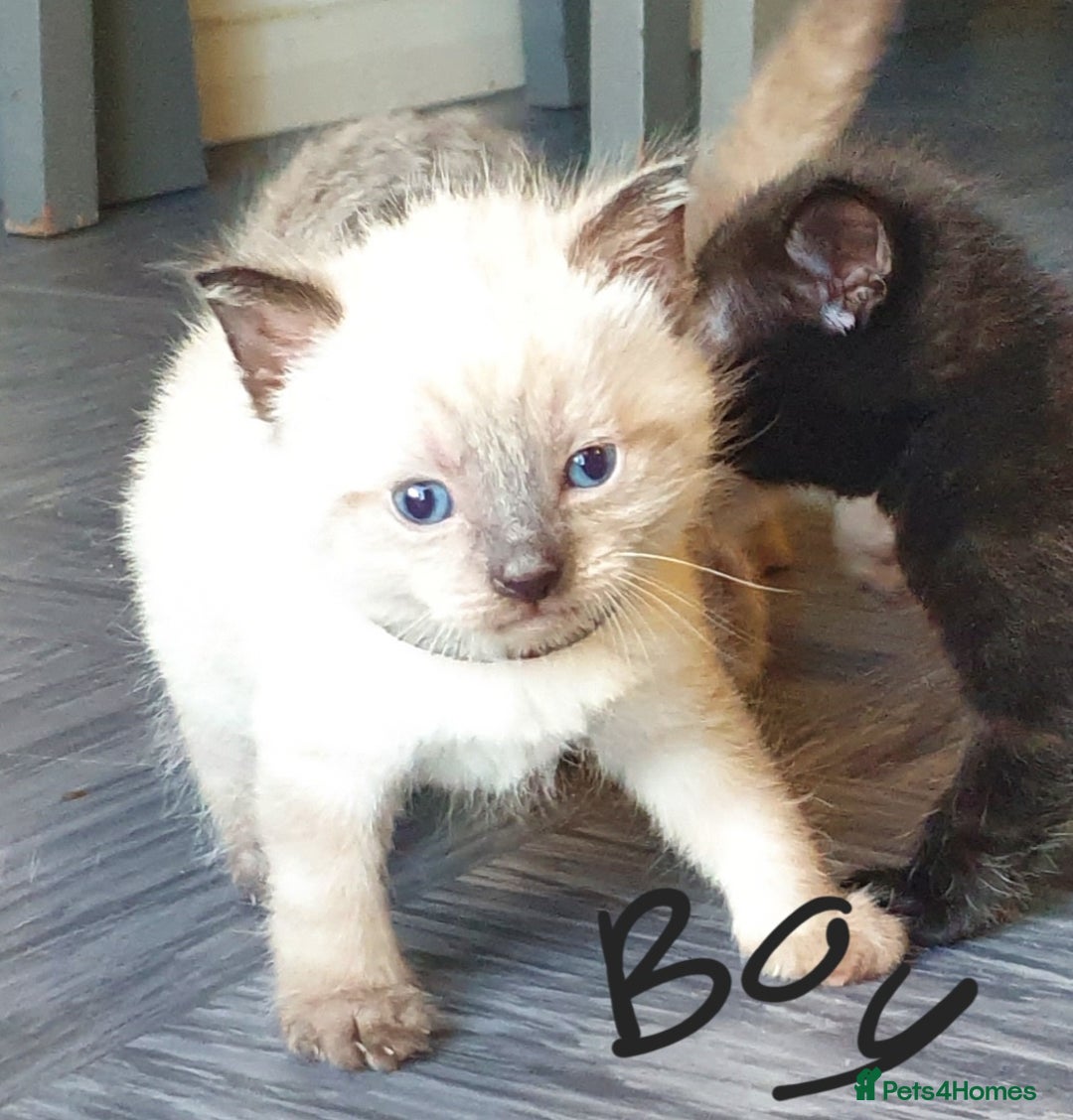 Tonkinese cats for sale: Beautiful tonkinese kittens  - Advert 8