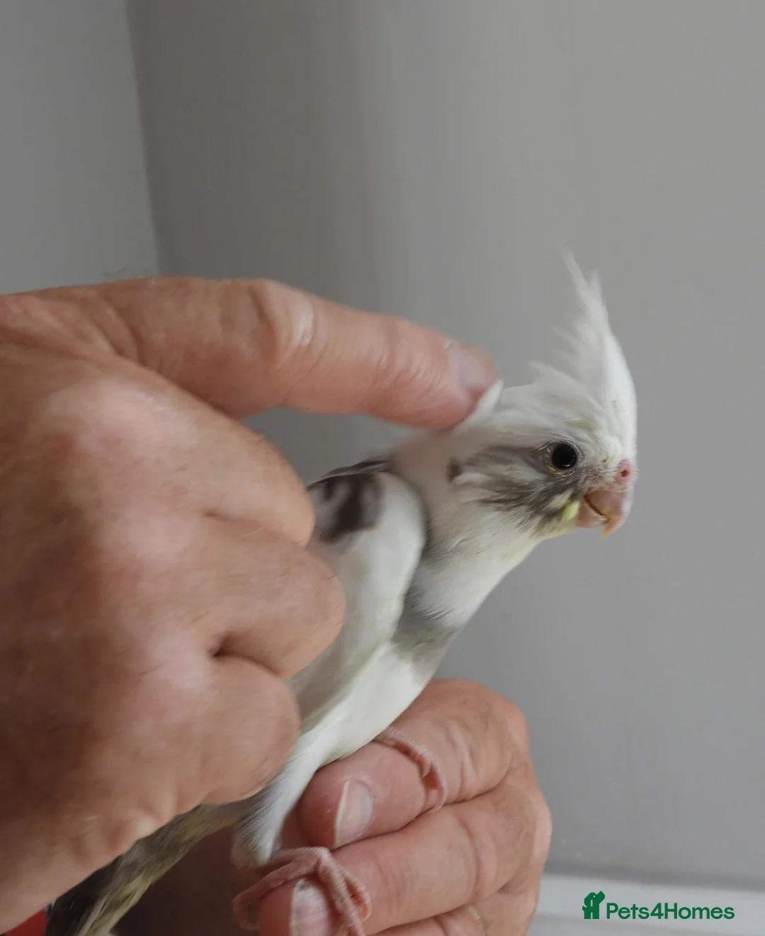 Cockatiels birds for sale: Hand Reared Cockatiels  - Advert 2