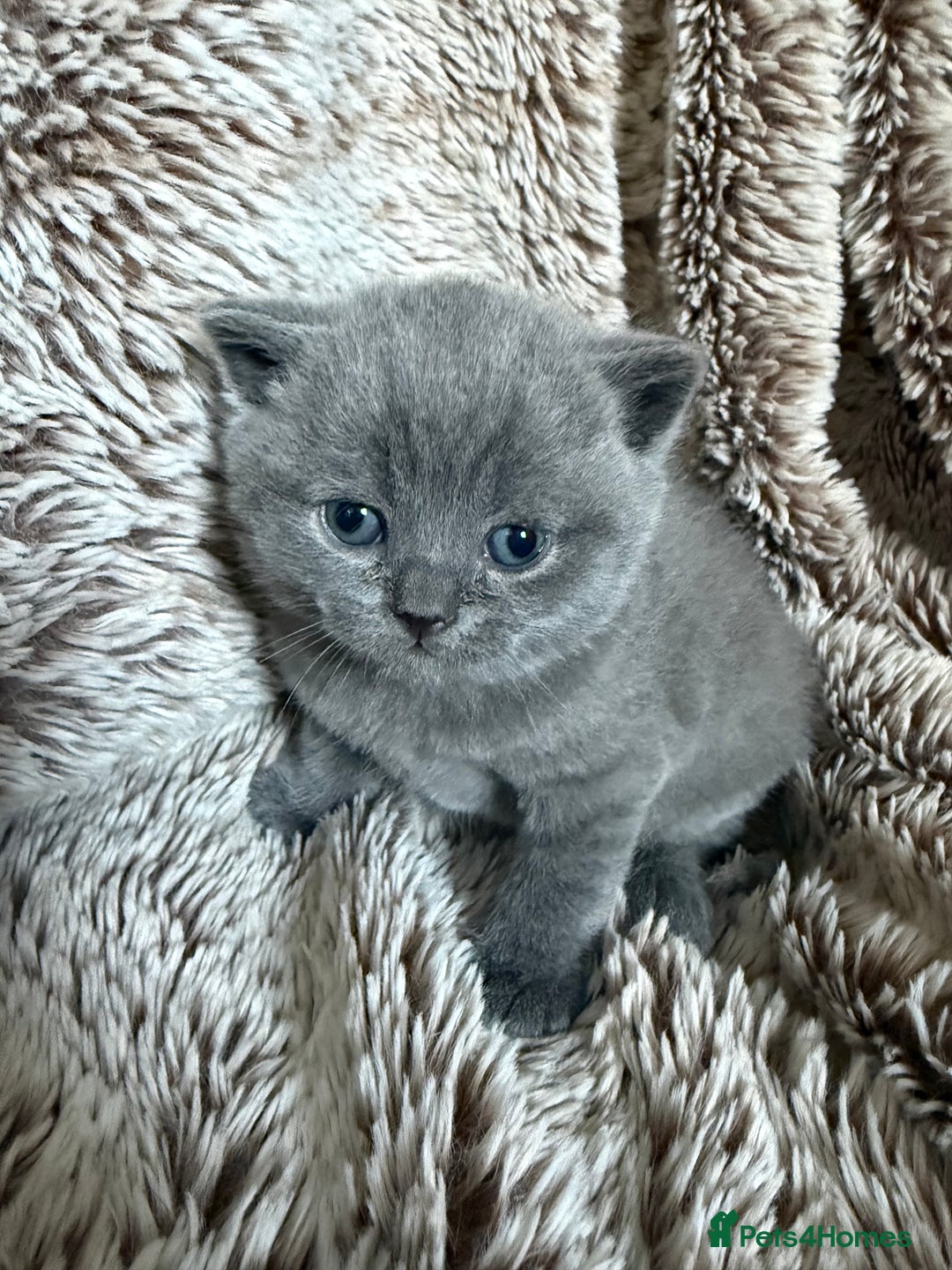 British Shorthair cats for sale: Beautiful GCCF British Shorthair Kittens - Advert 6