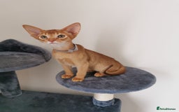 Abyssinian cats for sale: Available NOW 🤩Abyssinian kittens 😍 in Lincoln - Image 14