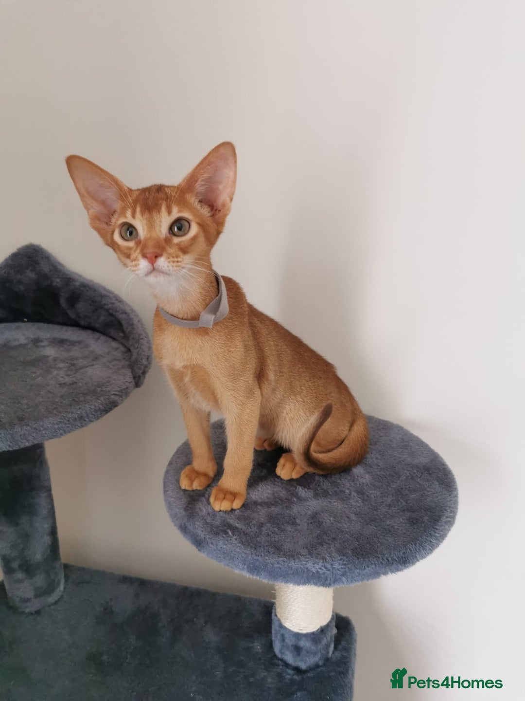 Abyssinian cats for sale: Available NOW 🤩Abyssinian kittens 😍 in Lincoln - Image 14