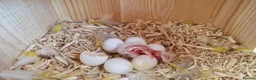 Cockatiels birds for sale: 3 8 week old cockatiels for sale £90 each - Advert 14