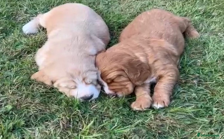 Cocker Spaniel dogs - Advert 2
