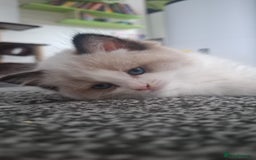 Ragdoll cats for sale: GCCF beautiful seal white bi-colour/point mitted - Image 24
