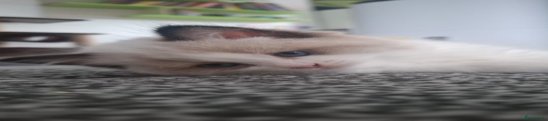 Alpha