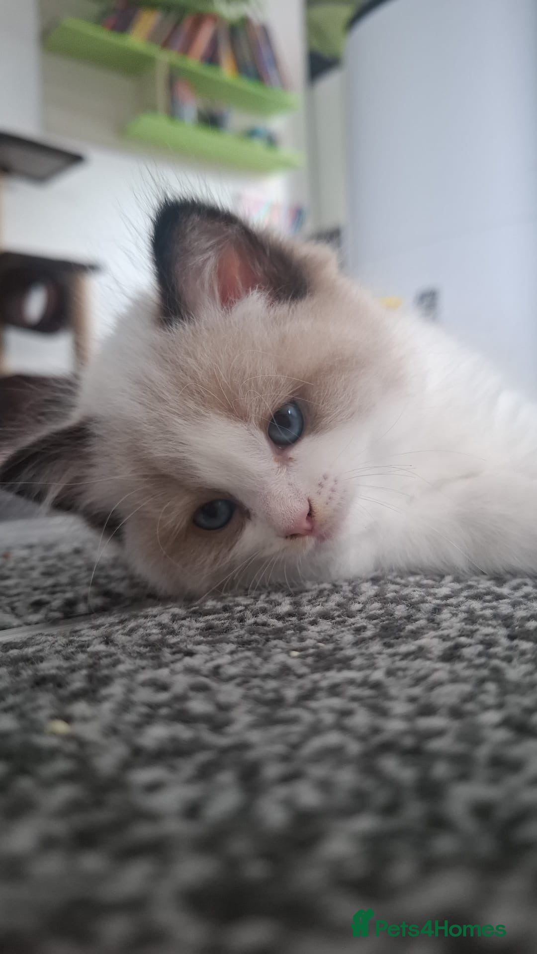 Ragdoll cats for sale: GCCF beautiful seal white bi-colour/point mitted - Image 24