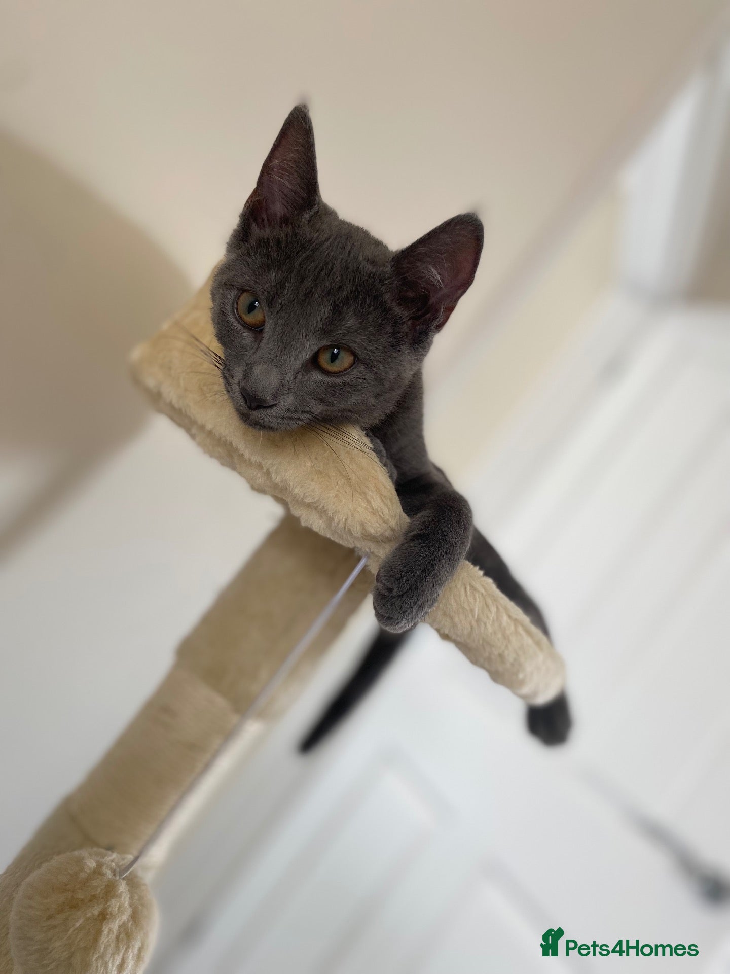 Mixed Breed cats Beautiful blue female cat  - Advert 2