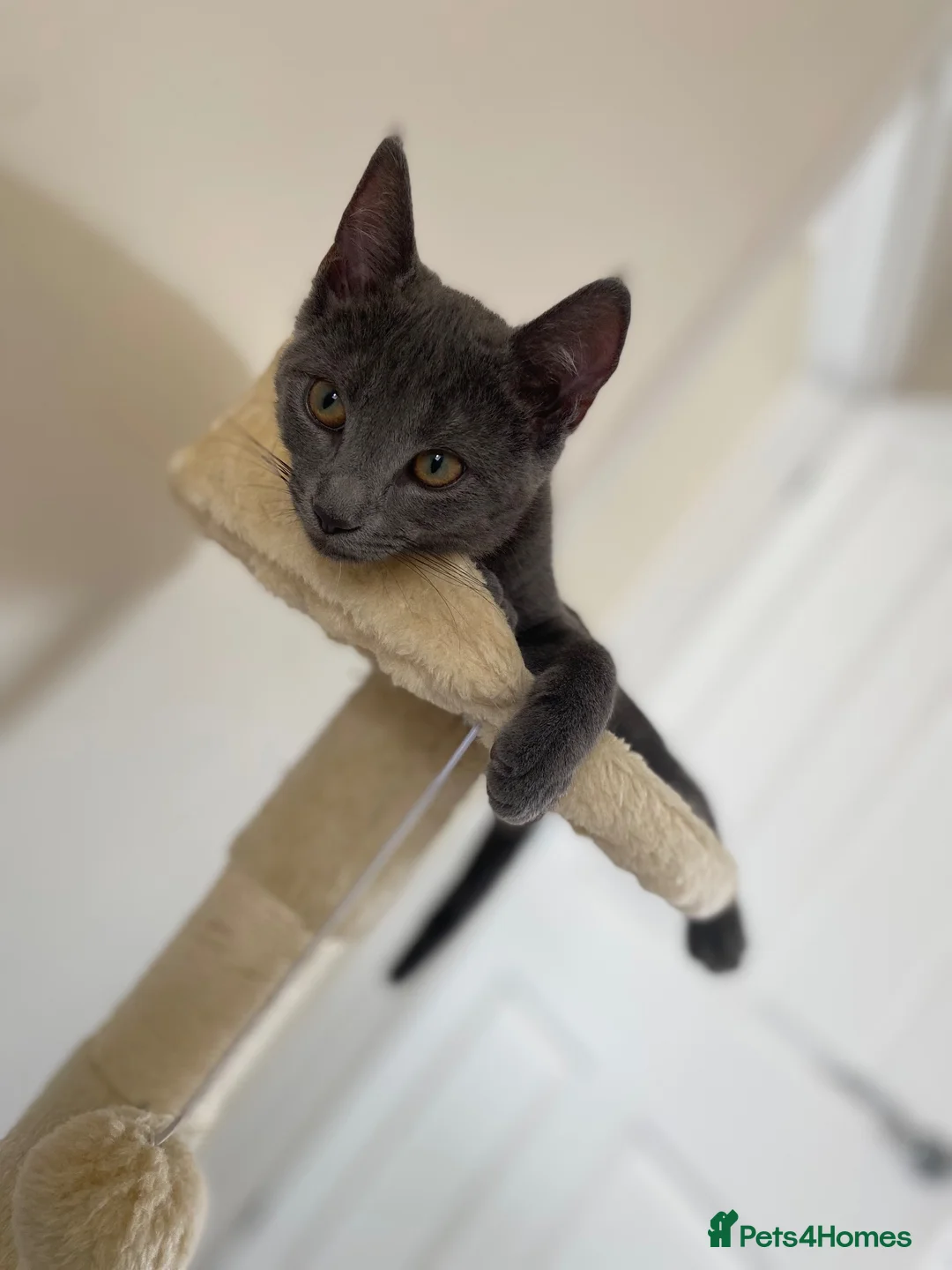 Mixed Breed cats for sale: Beautiful blue female cat  in Newark - Advert 1