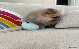 Pomeranian dogs for sale: STUNNING TEDDY BEAR POM 🐻  - Image 10
