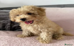 Toy Poodle dogs for sale: READY TO LEAVE Adorable Toy Poodles - Image 5
