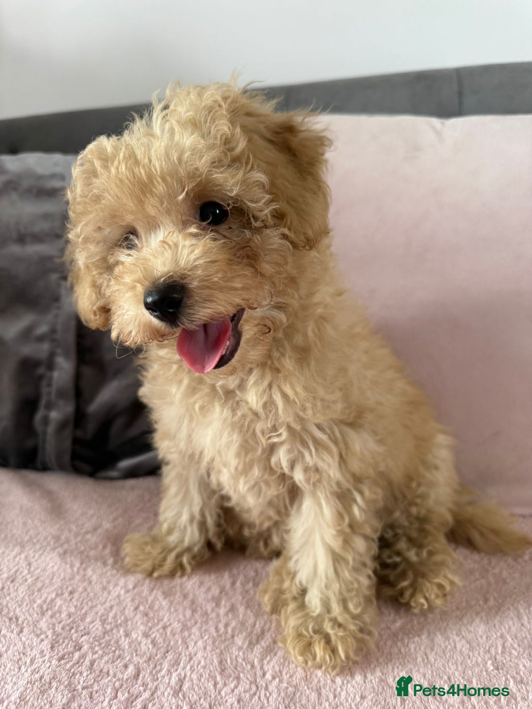 Toy Poodle dogs for sale: READY TO LEAVE Adorable Toy Poodles - Image 5