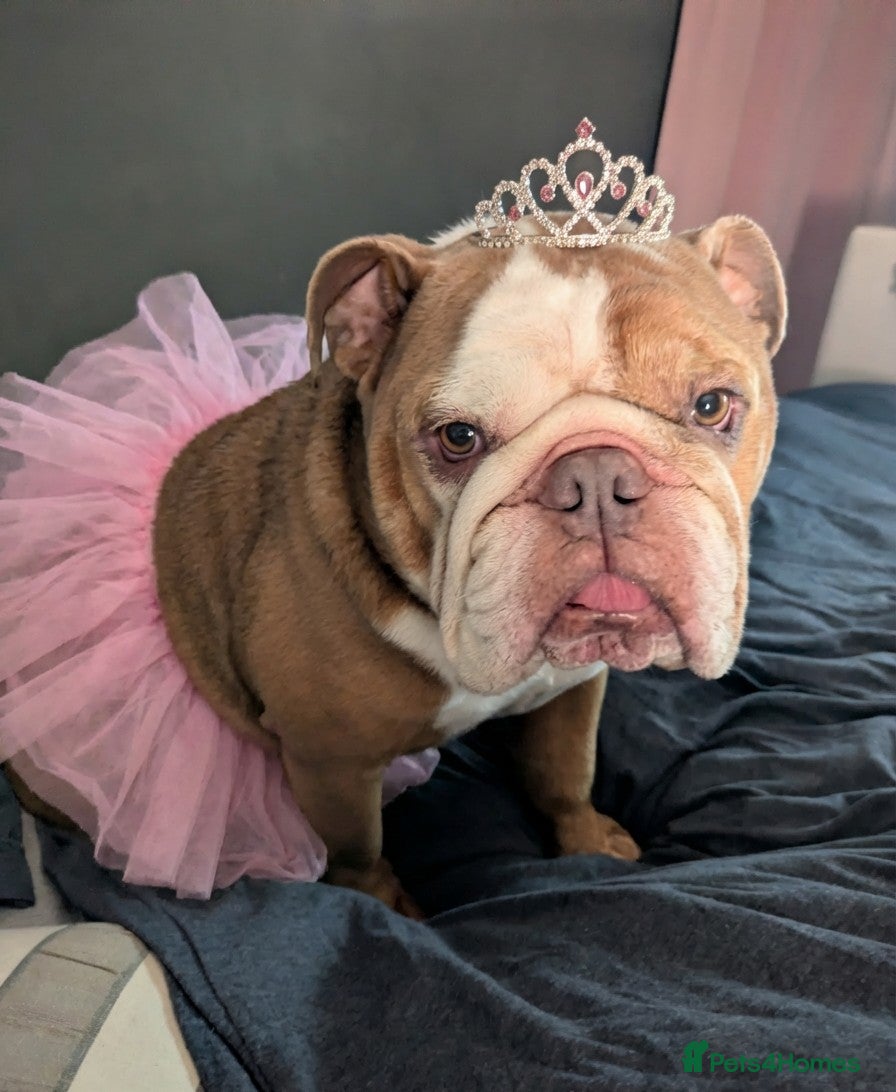 English Bulldog dogs Loving English Bulldog  - Advert 2