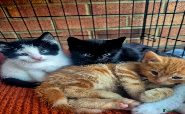 Mixed Breed cats Playful kittens🥰 - Advert 14