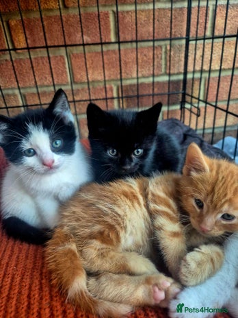 Mixed Breed cats Playful kittens🥰 - Advert 4