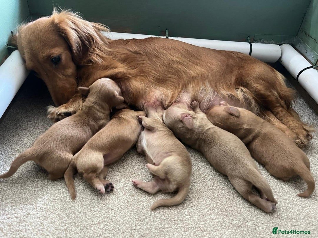 Miniature Dachshund dogs for sale: PRA clear miniature long haired dachshund puppies - Image 3
