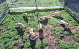 Labrador Retriever dogs for sale: Mix of fox red and yellow labrador puppies - Image 14