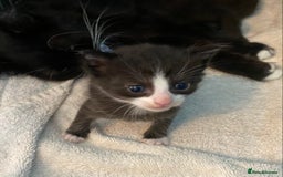 Mixed Breed cats for sale: Kittens  - Image 1