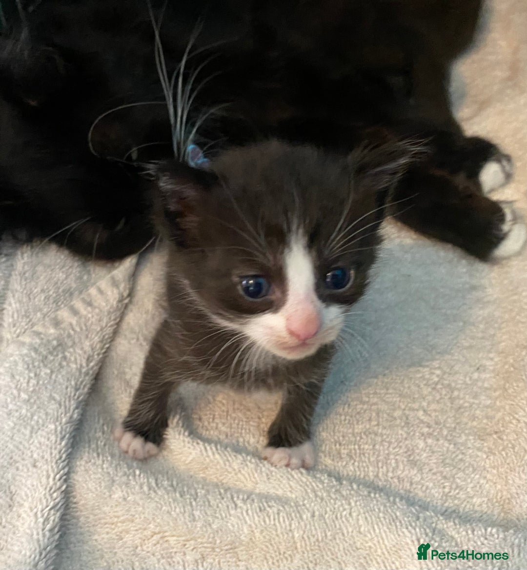 Mixed Breed cats for sale: Kittens  - Image 1