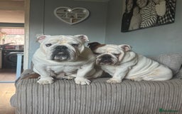 English Bulldog dogs for sale: Brother and sister for sale  - Image 1