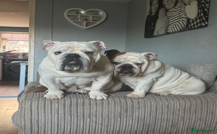 English Bulldog dogs - Advert 1
