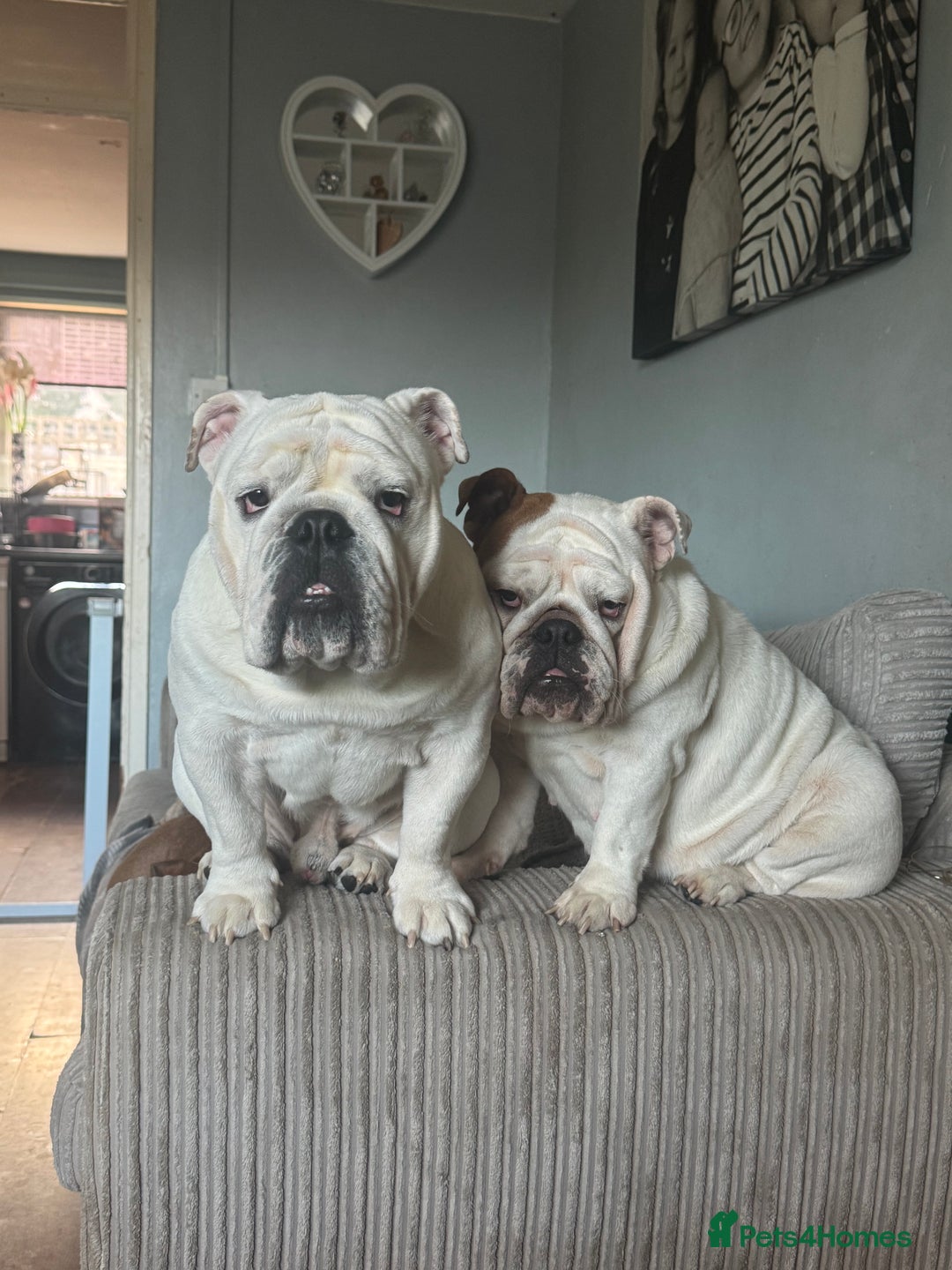 English Bulldog dogs for sale: Brother and sister for sale  - Image 1