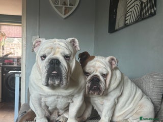 English Bulldog dogs - Advert 13