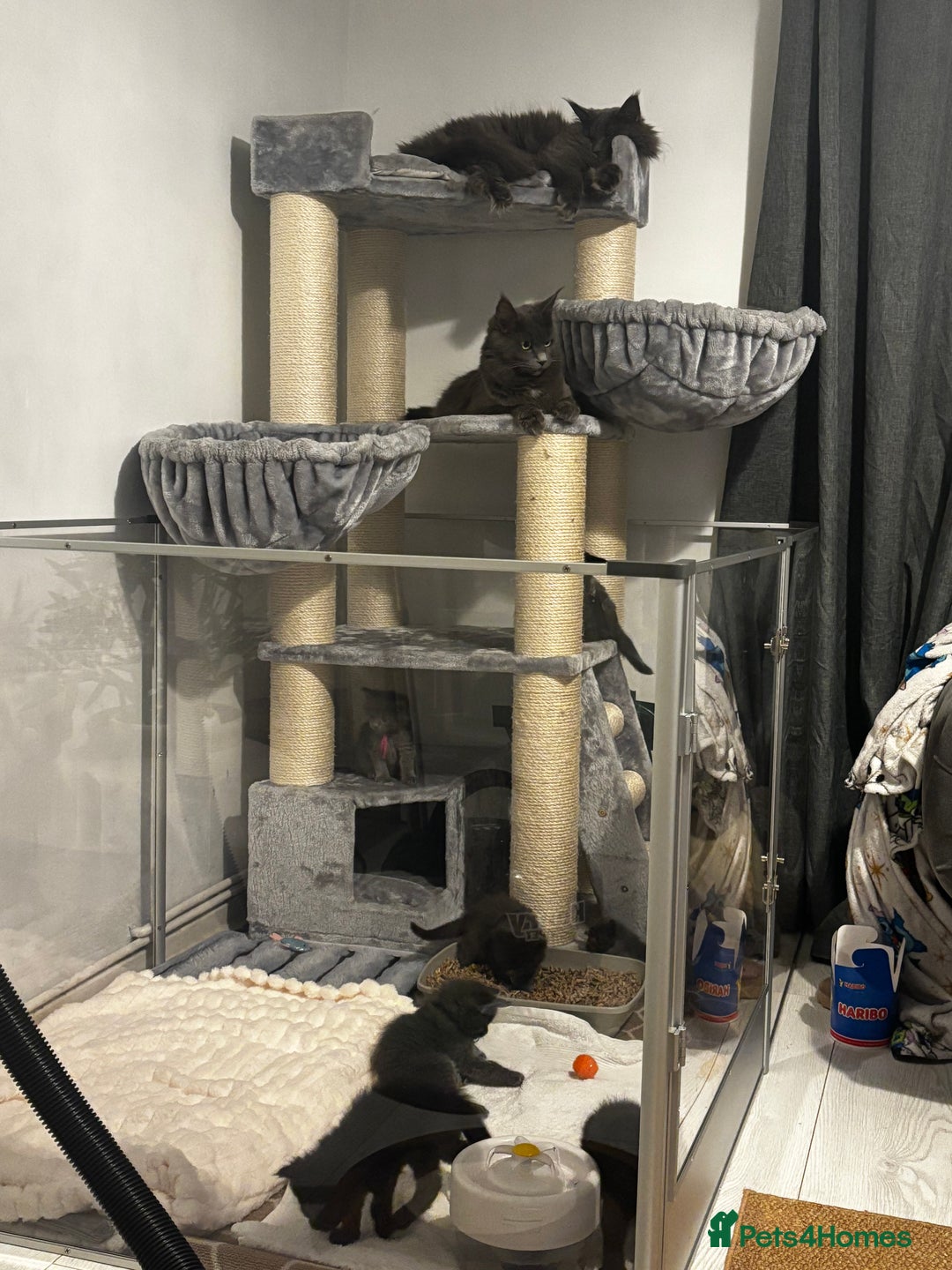 Maine Coon cats for sale: Mainecoon kittens  - Advert 1