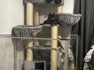 Maine Coon cats Mainecoon kittens - Advert 2