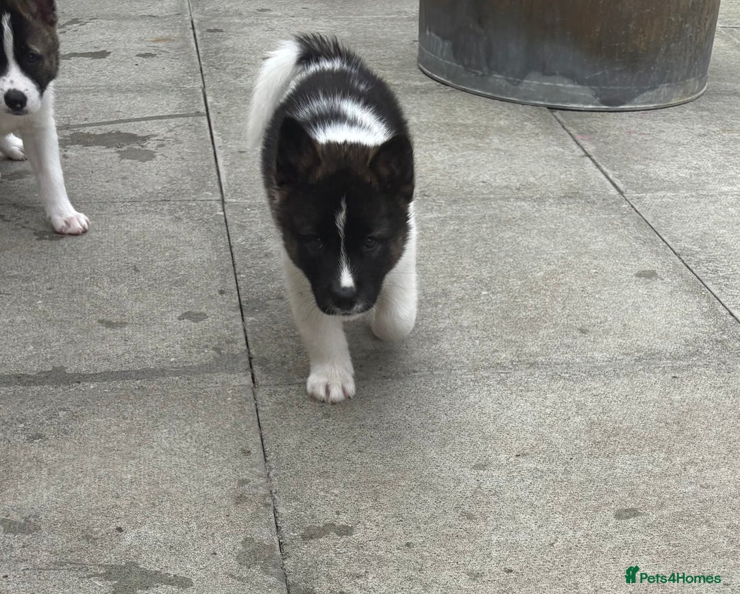 Akita dogs for sale: Akita pups Ready to leave 1st August  in Runcorn - Image 35