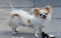 Chihuahua dogs for sale: chihuahua longcoat  - Image 2