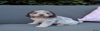 Cockapoo 5