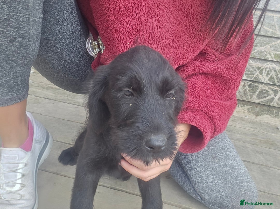 Mixed Breed dogs for sale: Giant Schnauzers x Caucasian shepherd  in Crook - Image 24