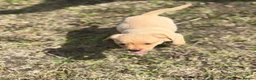 Labrador Retriever dogs for sale: 7 gorgeous kc Labrador puppies - Advert 7