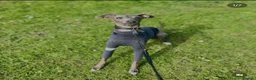 Italian Greyhound dogs for stud: Blue Italian greyhound for stud  - Advert 2
