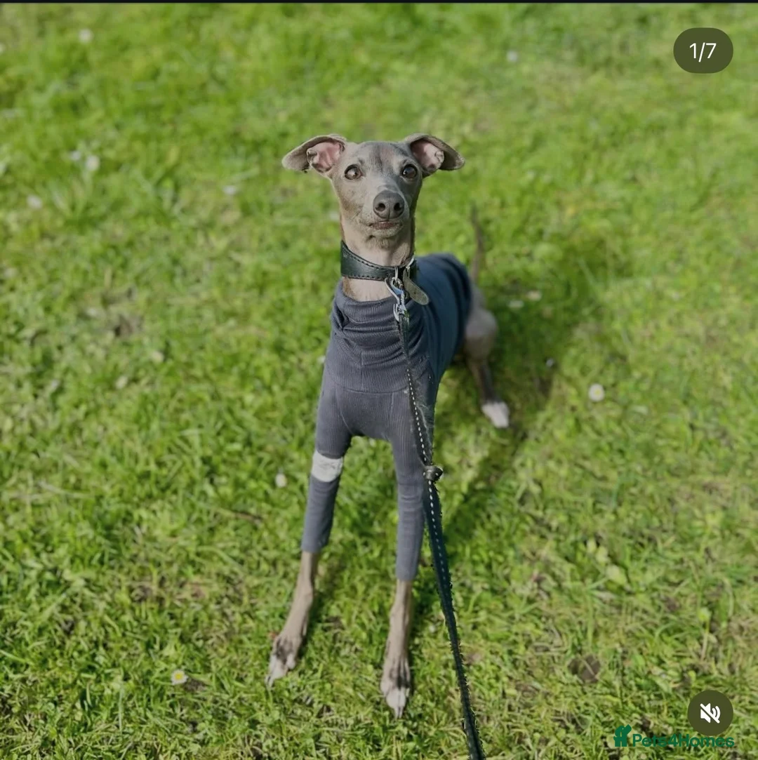 Italian Greyhound dogs for stud: Blue Italian greyhound for stud  - Advert 2