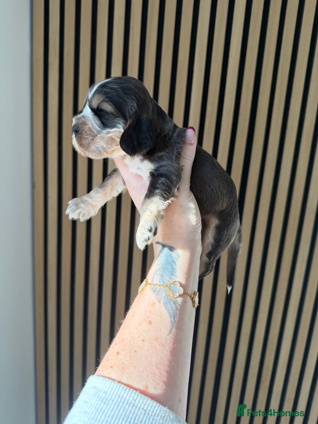 Cocker Spaniel dogs for sale: 🐶Rizi Bizi 🐶🐾 full pedigree show spaniels🐾  - Advert 18