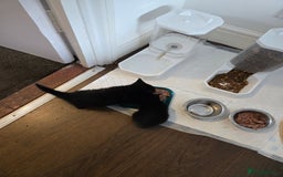 British Shorthair cats for sale: Gabriel Vasile  - Image 7