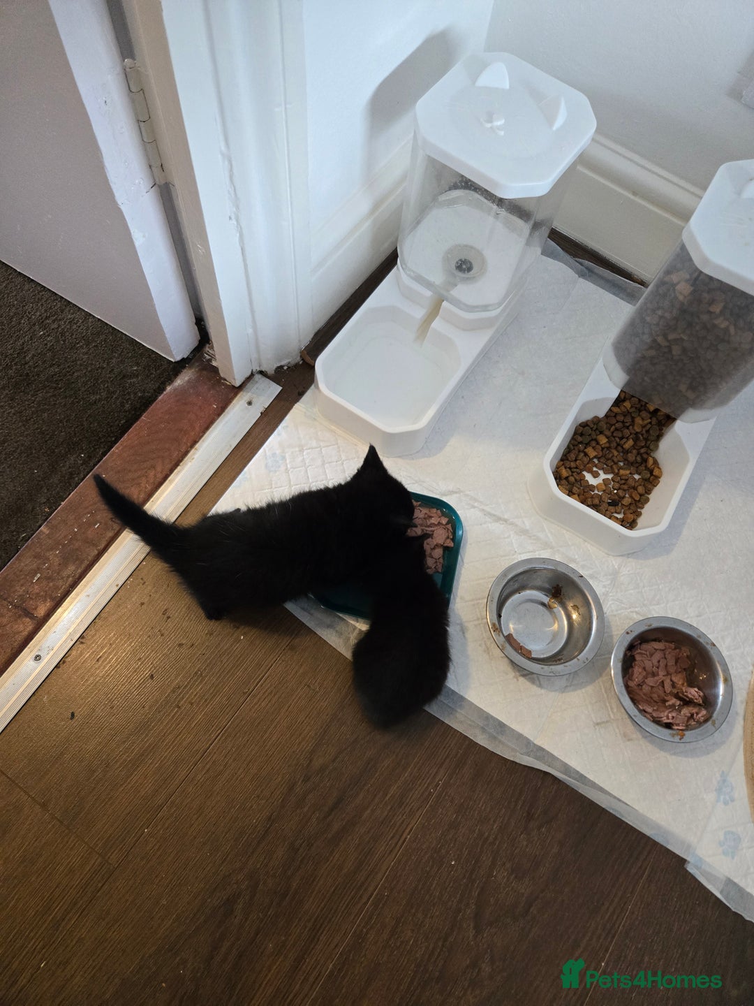 British Shorthair cats for sale: Gabriel Vasile  - Image 7