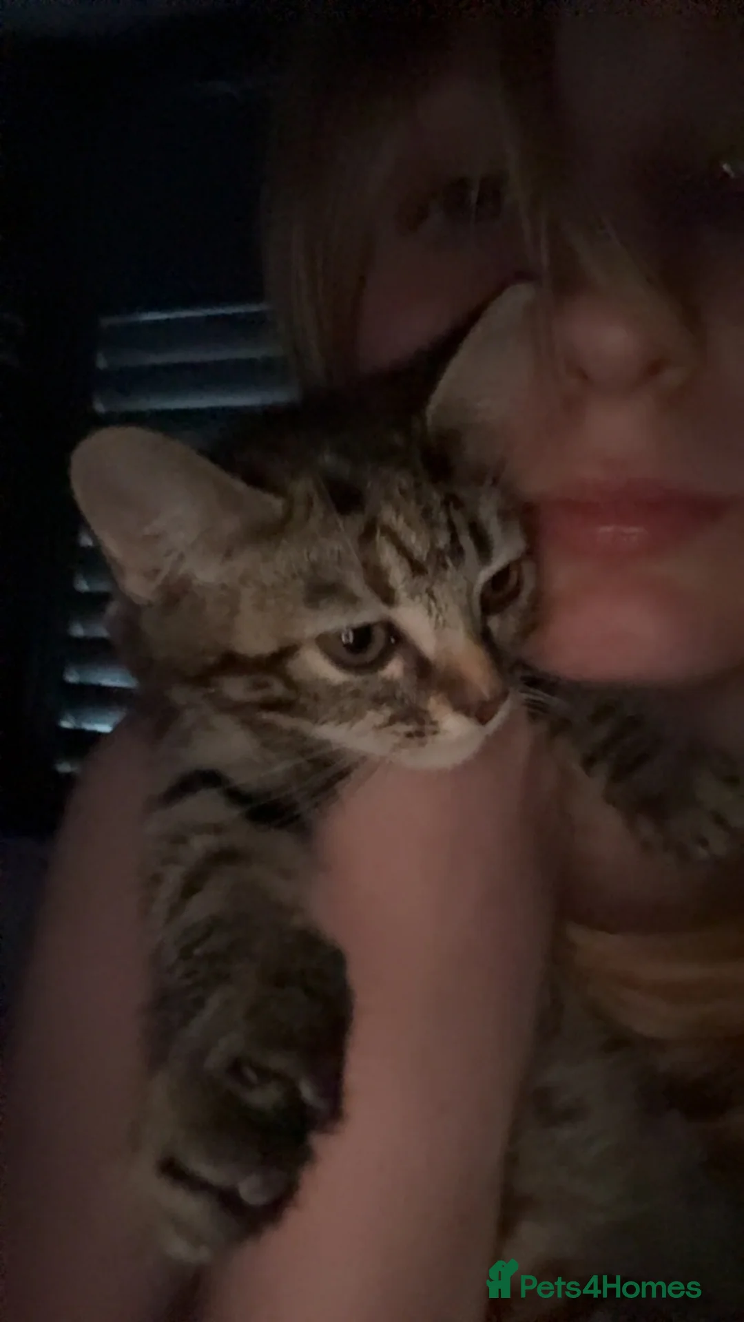 Mixed Breed cats for sale: 2 month munchkin tabby cat  - Advert 5