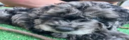 Cockapoo dogs for sale: Gorgeous Blue Merle Cockapoo Boy in Warrington - Advert 4
