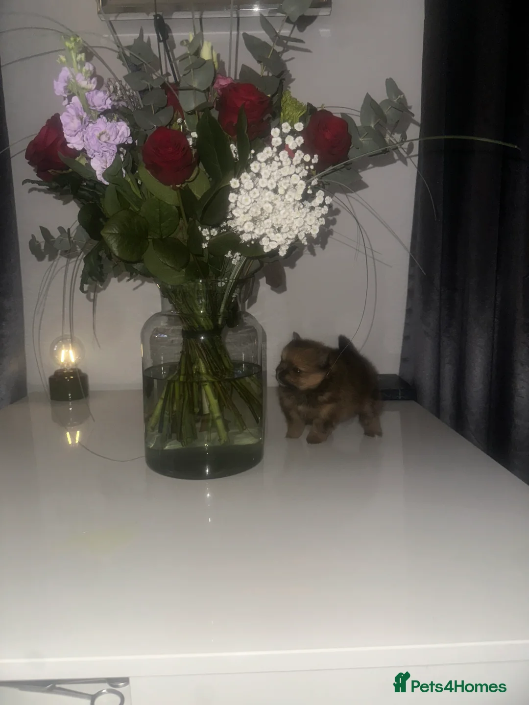 Pomeranian dogs for sale: Teddy pom puppy girl beautiful coat  - Advert 1