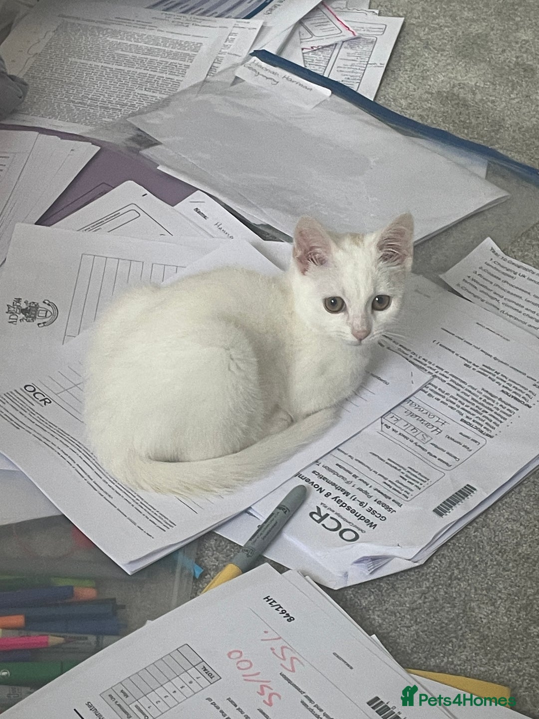 British Shorthair cats for sale: Beautiful white cat - Image 2