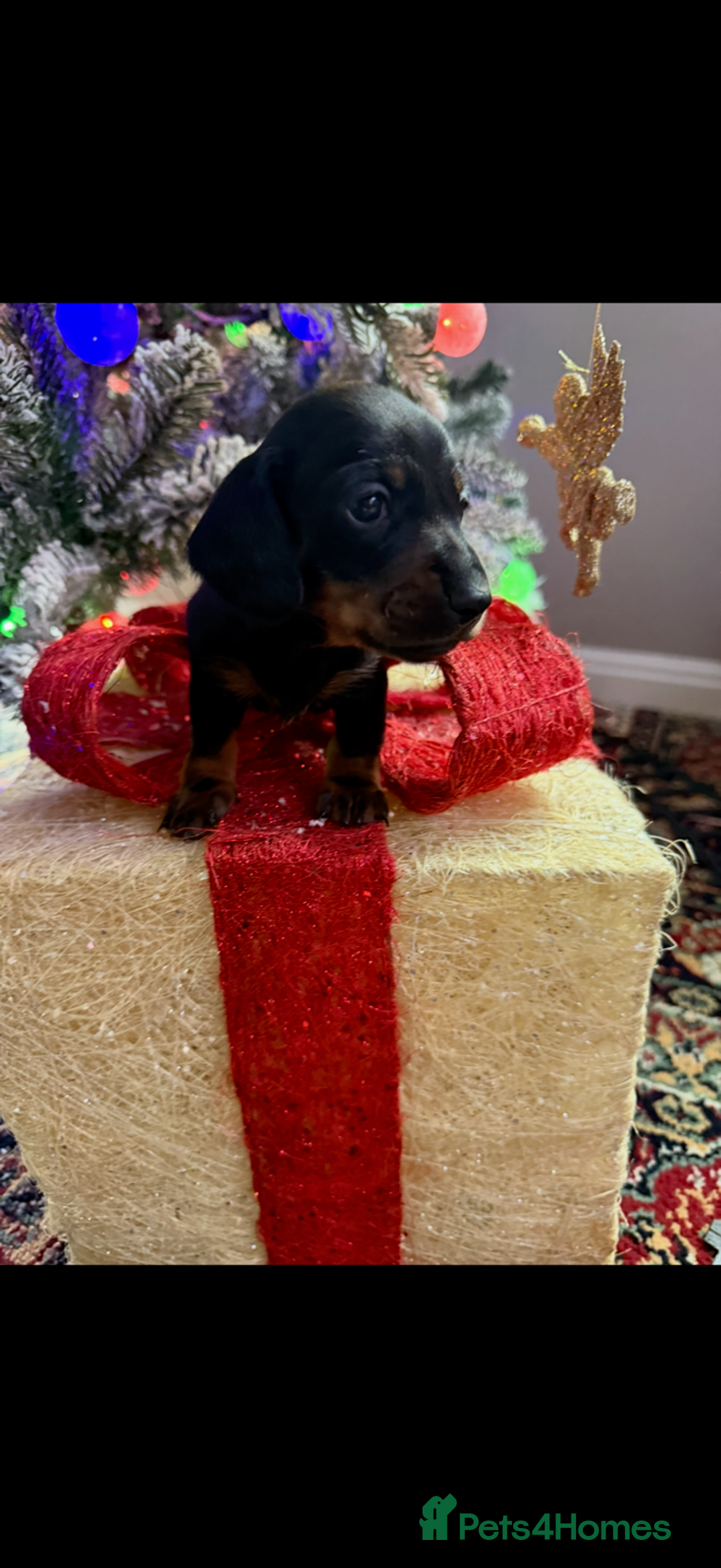 Miniature Dachshund dogs for sale: Miniature Dachshund Puppies - Advert 5