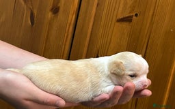 Chihuahua dogs for sale: Puppy  - Image 5
