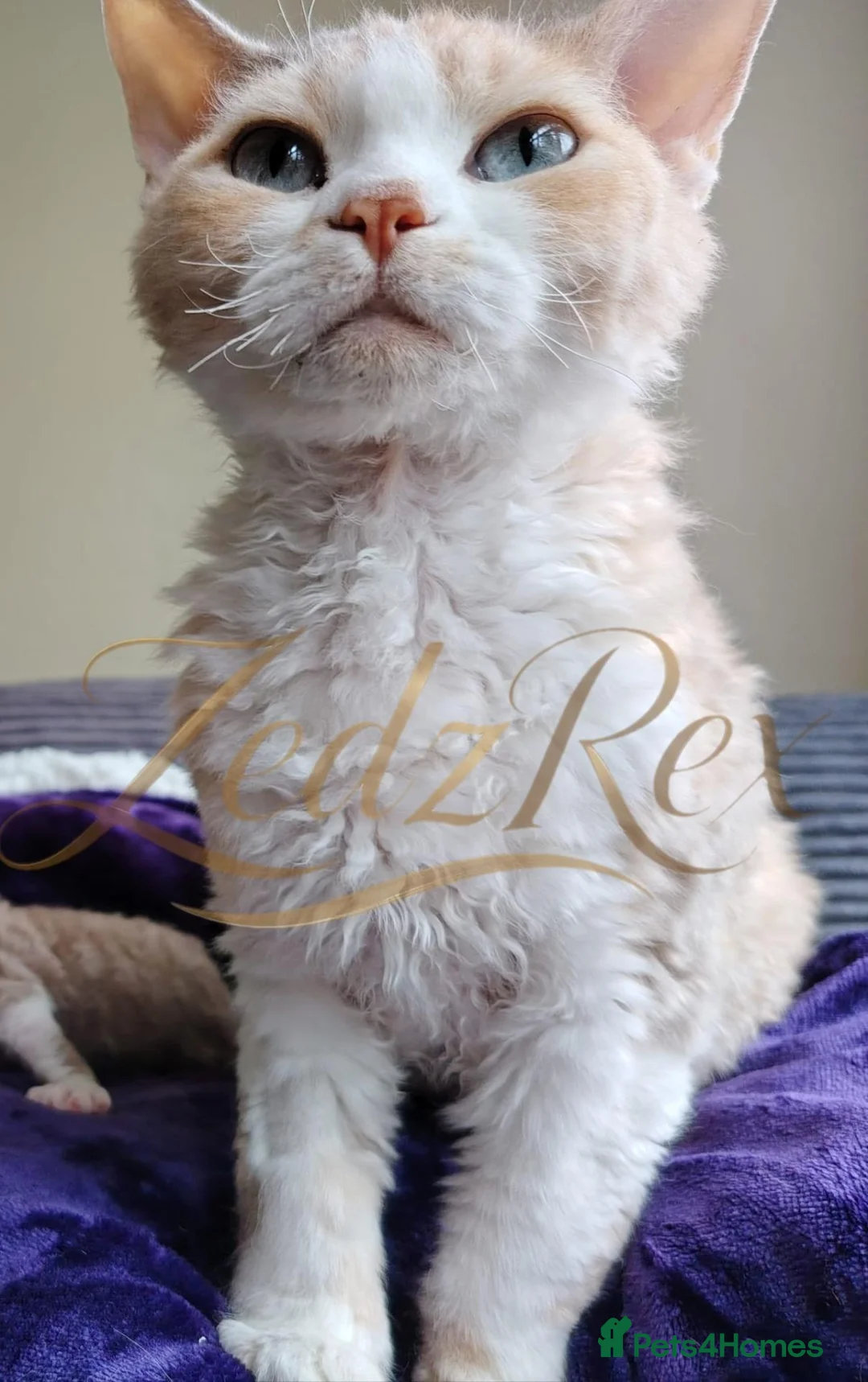 Devon Rex cats for sale: Lovely Longhaired Devon Rex  - Advert 8