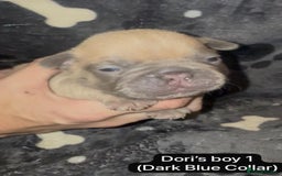 French Bulldog dogs for sale: Beautiful chunky French Bulldogs - Image 9