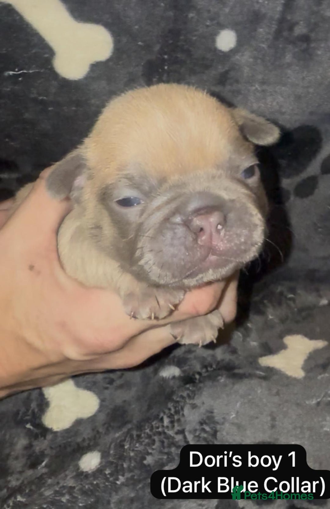 French Bulldog dogs for sale: Beautiful chunky French Bulldogs - Image 9