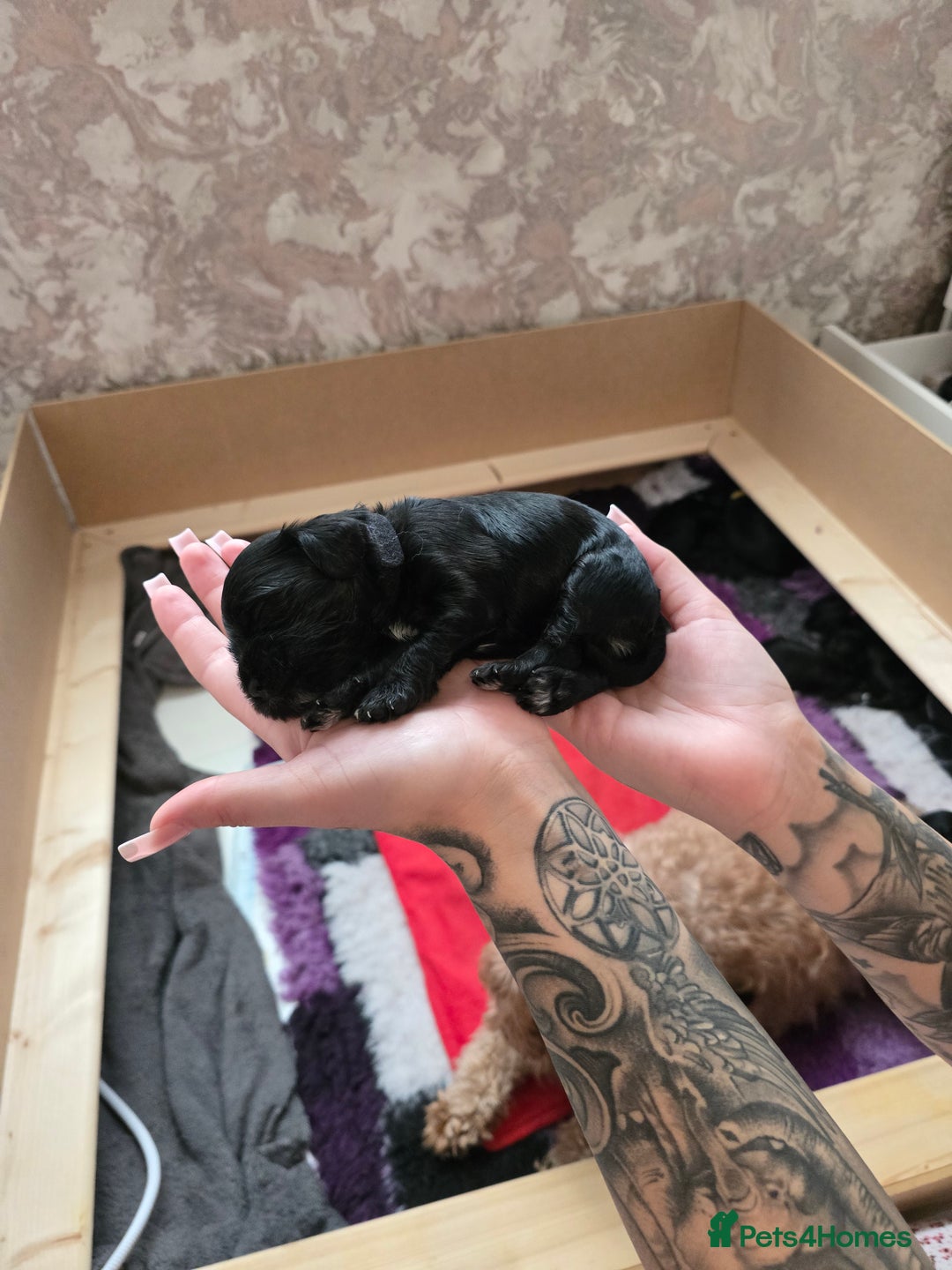 Cockapoo dogs for sale: Stunning American Cockapoos  - Image 10
